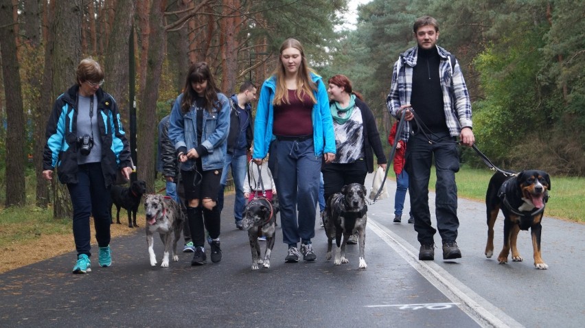 Parada psów adoptowanych w Bydgoszczy. Radosny przemarsz psiaków do Myślęcinka [zdjęcia, wideo]