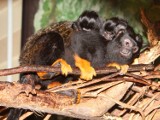 W ZOO w Płocku przyszły na świat bliźniacze małpki [FOTO]