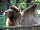 Września: Wielbłąd Opieszynek w ZOO