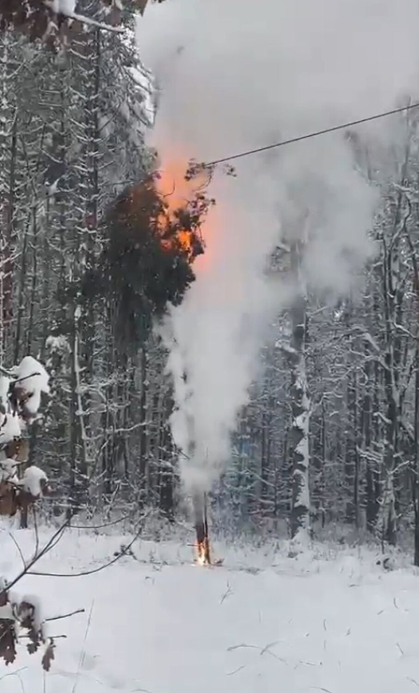 Pożar drzewa przy linii energetycznej pod Opolem.