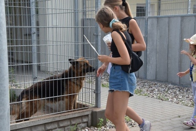 Niedawno Centrum Opieki nad Zwierzętami w Grudziądzu obchodziło trzecie urodziny