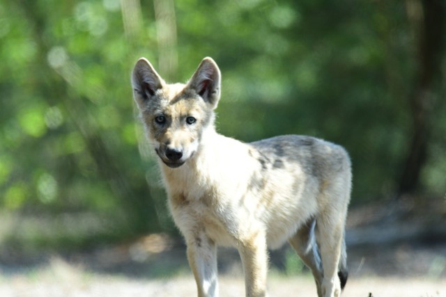 Na zdjęciu Mojmira, 4-miesieczna wilczyca z Puszczy Pyzdrskiej