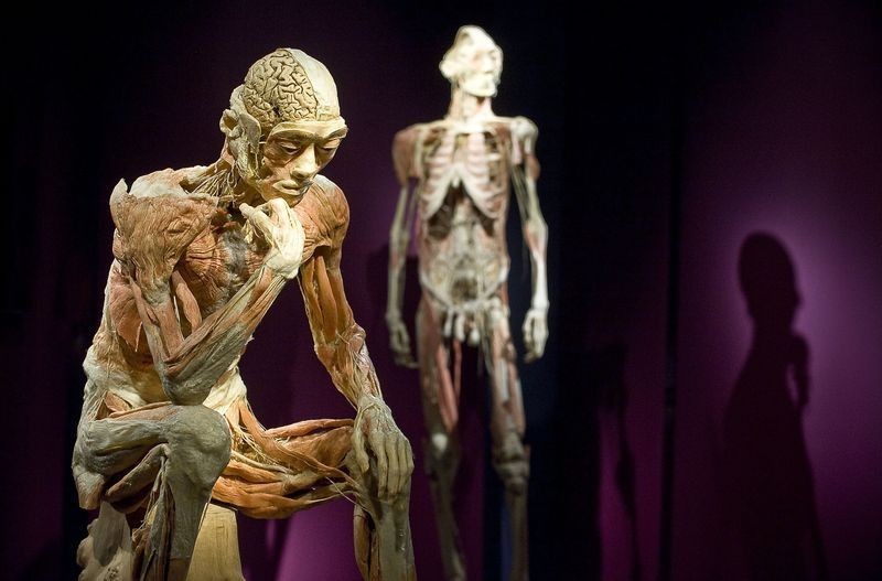 Wystawa The Human Body w Gdańsku. Eksponaty z wypreparowanych ludzkich ciał mają uczyć [ZDJĘCIA]