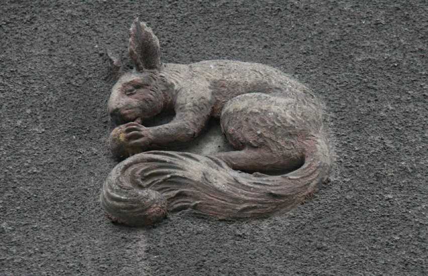 Najstarsza wiewiórka w mieście