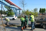 W Ostrowie Wielkopolskim trwa akcja sadzenia drzew! [ZDJĘCIA]