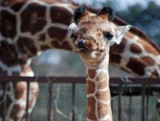 Owoc miłości na wysokim poziomie: Wrocławskie zoo ma młodą żyrafę [foto]