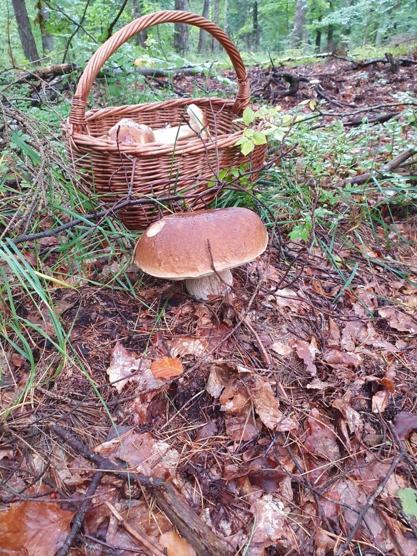 Tak wyglądają grzyby, które zebrała mieszkanka okolic Darłowa [zdjęcia]