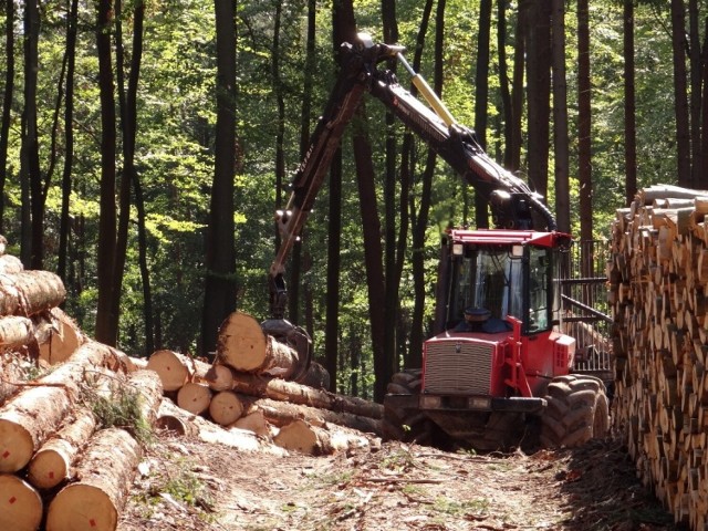 Mimo zwiększonego popytu na drewno nadleśnictwa nie zwiększyły wycinki drzew w lasach. Obowiązują ich limity roczne i 10-letnie plany w tym względzie