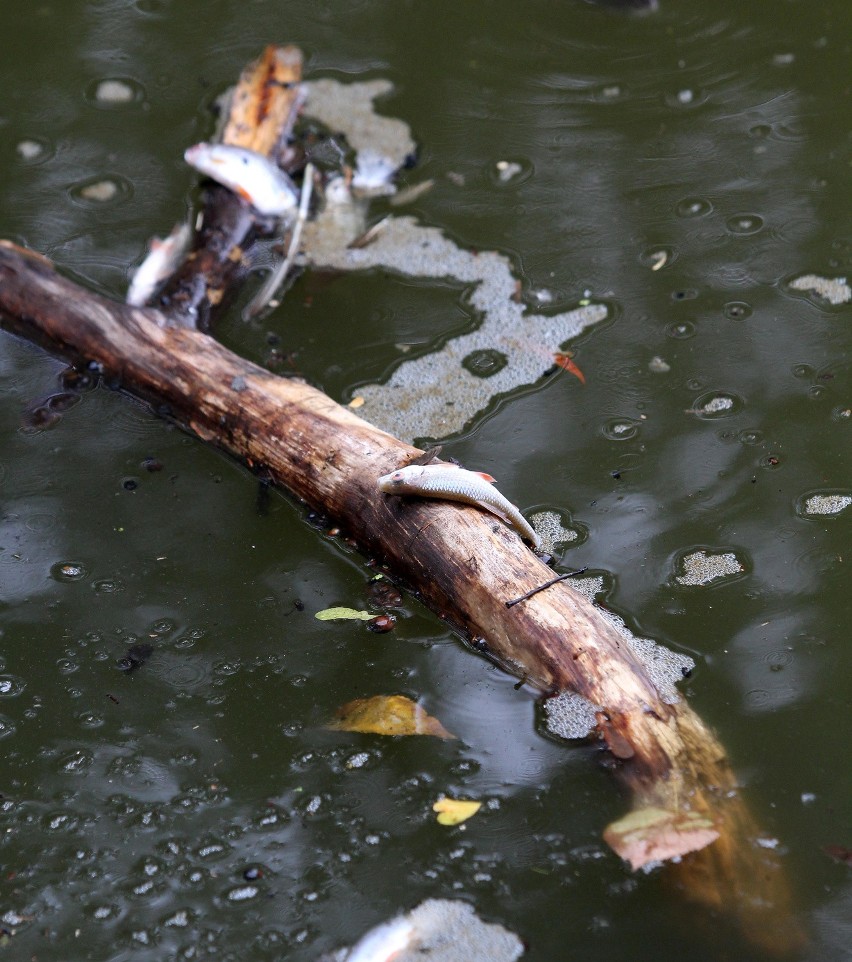Martwe ryby w parku Julianowskim