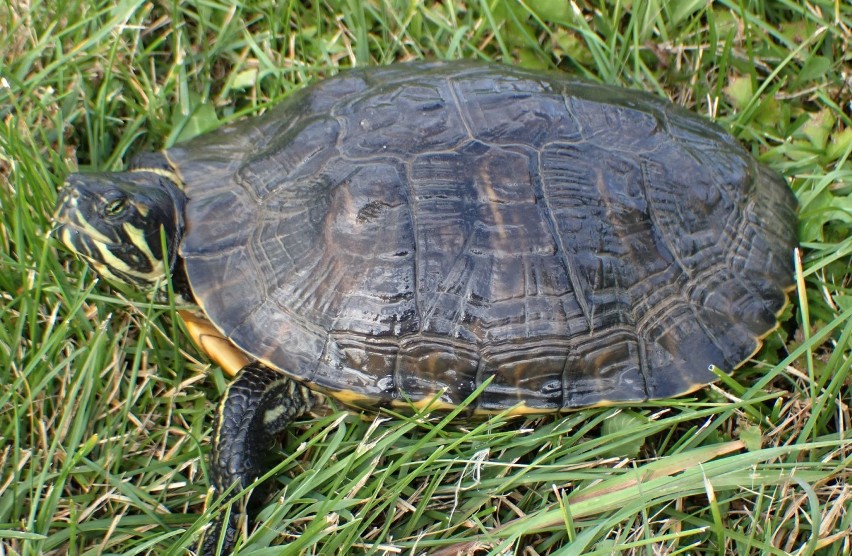 Wigierski Park Narodowy. Amerykański, drapieżny żółw został schwytany przez leśników