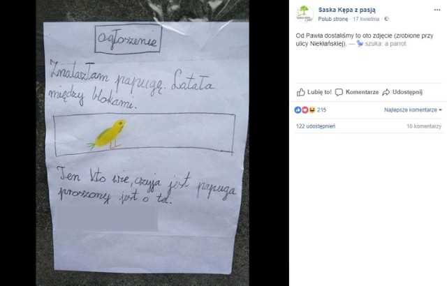 Zagubiona papuga i heroiczne poszukiwania. Dzięki 9-letniej Mii ptak wrócił do domu