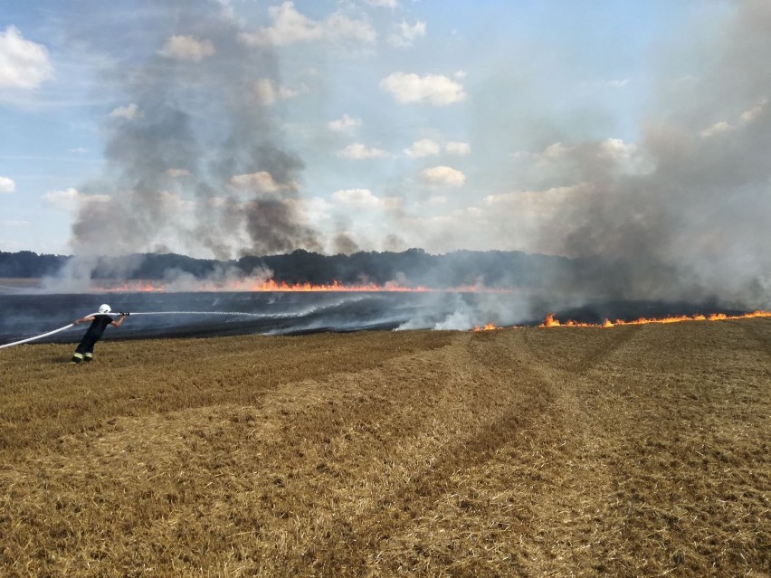 Strażacy walczyli z pożarem ścierniska w Kiączynie [ZDJĘCIA]