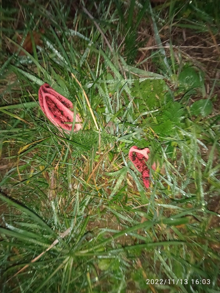 Palce diabła można spotkać na Podkarpaciu m.in. w lesie w...