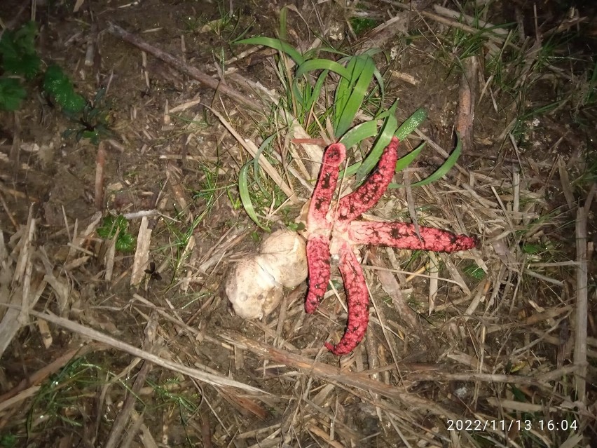 Palce diabła można spotkać na Podkarpaciu m.in. w lesie w...