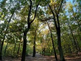 Złota jesień w Lublińcu. Park mieni się kolorami 