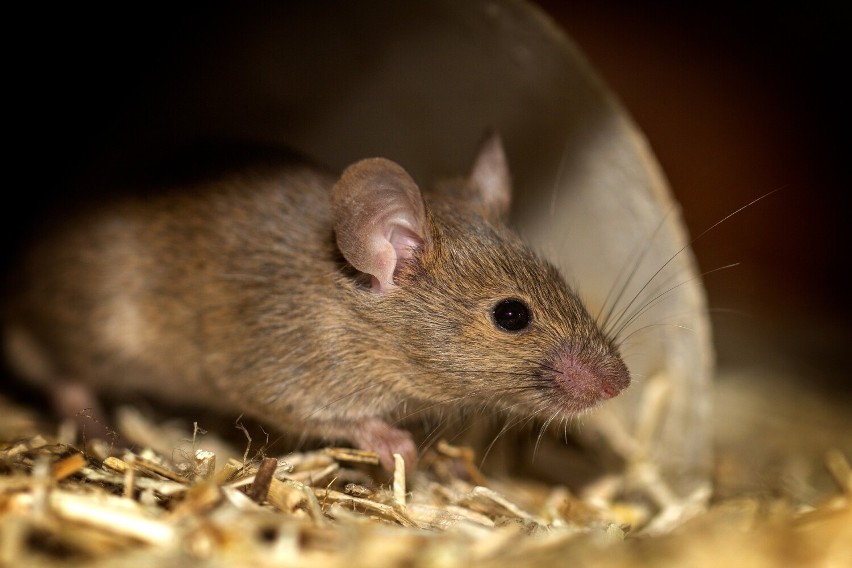 Te myszy uwielbiają szukać schronienia w domach i piwnicach,...