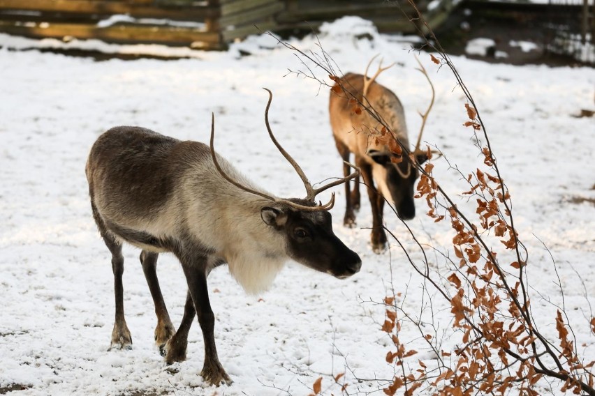 Do Krakowskiego Ogrodu Zoologicznego można się teraz wybrać...