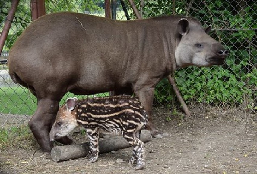 Tapirek Bulwa nowym mieszkańcem zoo [ZDJĘCIA]