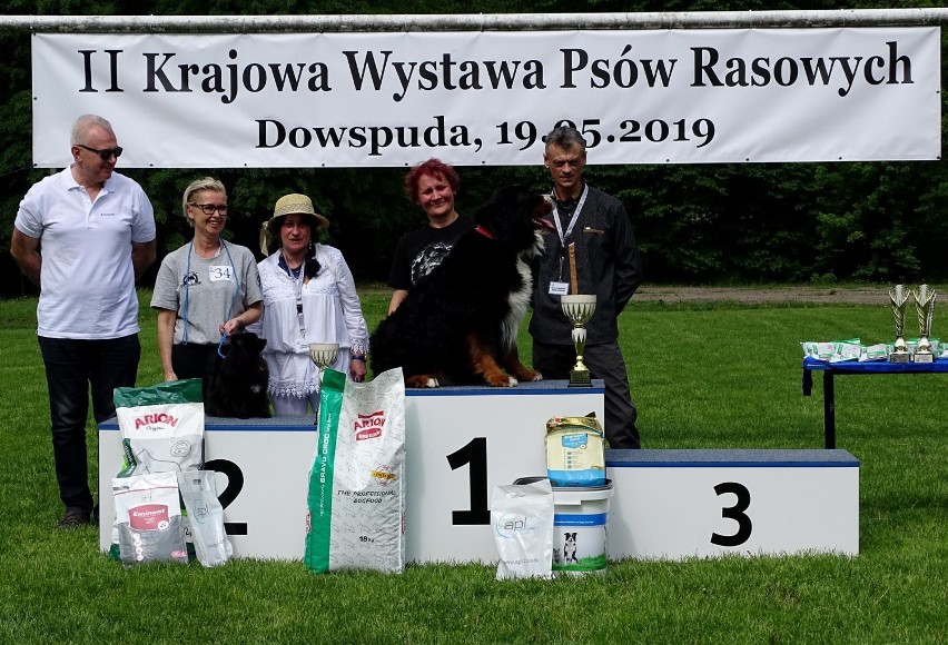 Krajowa Wystawa Psów Rasowych w Dowspudzie. Rywalizowało kilkadziesiąt psich piękności [ZDJĘCIA]