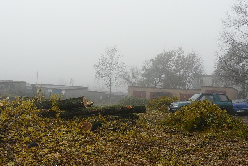 Wycinka drzew na terenie Inspektoratu Weterynarii w Tomaszowie
