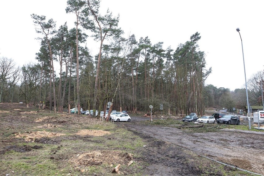 Wielka wycinka przy Głębokim. Przygotowania do budowy węzła [ZDJĘCIA]