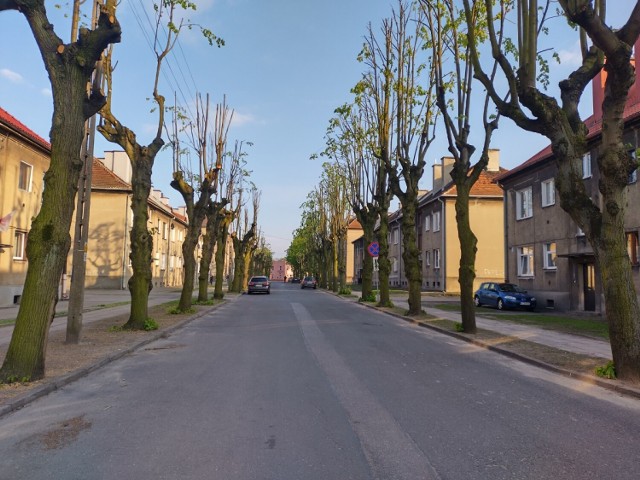 Drzewa przy Grunwaldzkiej w Zduńskiej Woli Karsznicach  przeszły zabiegi pielęgnacyjne. Lipy tworzące aleję wzdłuż ulicy zostały przycięte w ramach zadania finansowanego z Zielonego Budżetu Zduńskiej Woli.