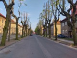Drzewa przy Grunwaldzkiej w Zduńskiej Woli Karsznicach po pielęgnacji. To efekt Zielonego Budżetu ZDJĘCIA