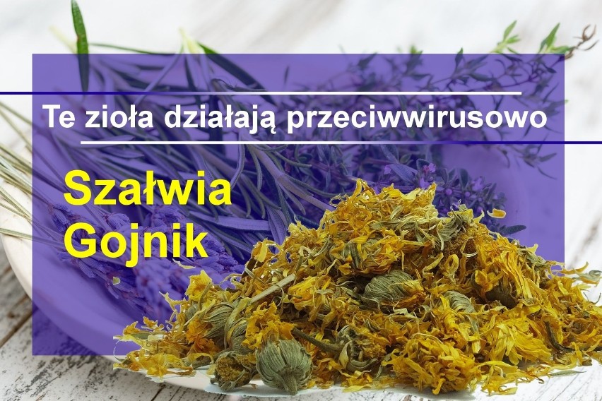 Szałwia to roślina rodzima, w medycynie ludowej stosowana od...