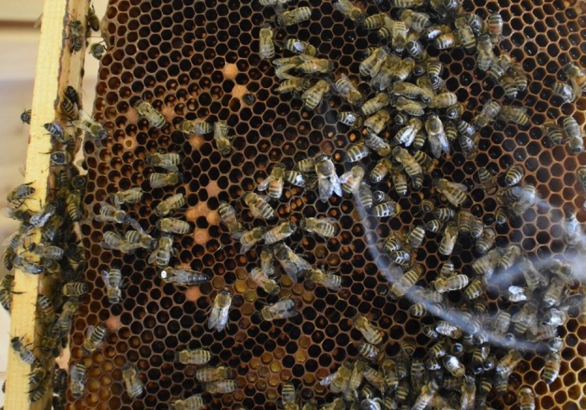 Pszczoły pracują, ludzie się inhalują. Darmowa uloterapia dla wszystkich mieszkańców gminy Wojaszówka [ZDJĘCIA]