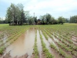 Święto Powiśla Dąbrowskiego: nie ma plonów, nie będzie święta