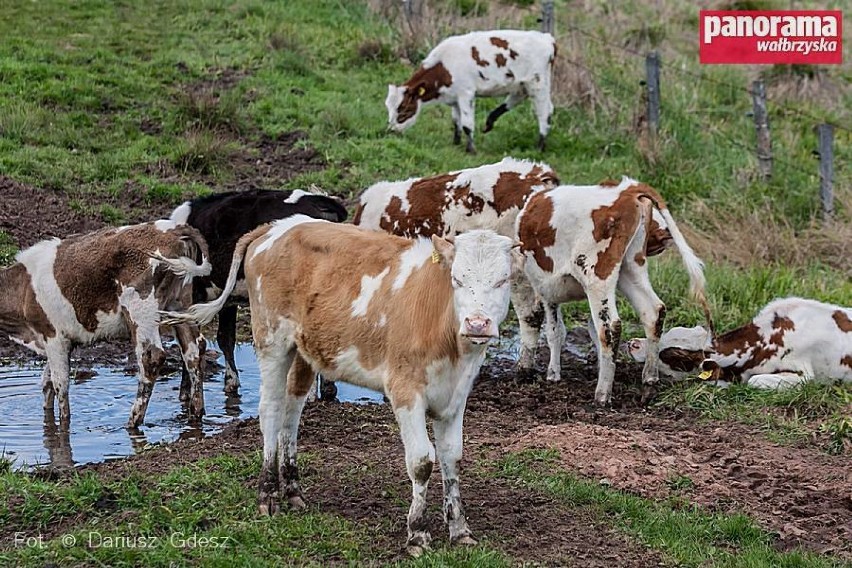 Pastwiska w gminie Mieroszów, na których pasą się jałówki są...
