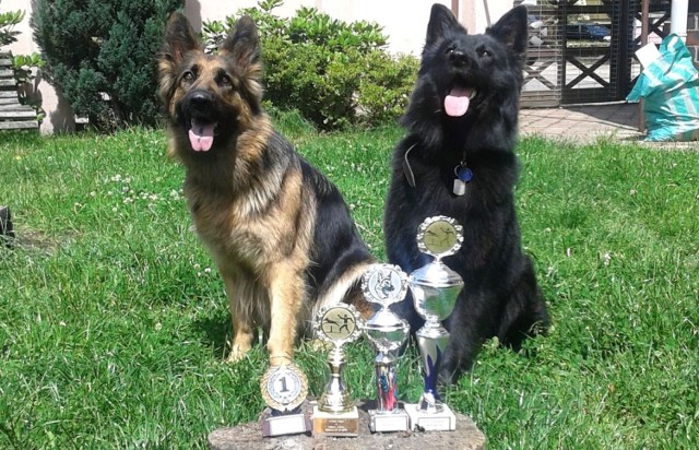 Z lewej Falka, obok Łobuz. Psy prezentują trofea, które zdobyły w zawodach.