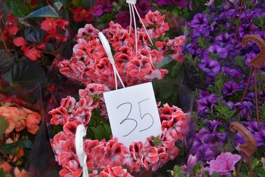 Ceny kwiatów na targu w Kościerzynie! Ile zapłacimy popularne sadzonki? 