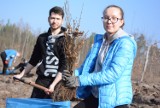 Po raz siedemnasty sadzili las pod Międzychodem: Jak poradziła sobie społeczność międzychodzkiego LO? [FOTO]