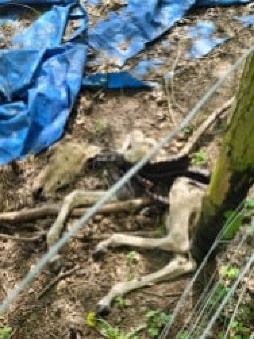 Dwa martwe koniki znaleziono w stawie, trzeciego pod...