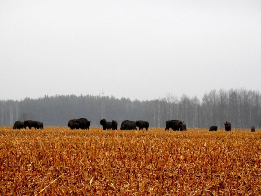 Nietypowy widok stada żubrów. Wśród nich spacerowała krowa! (zdjęcia)