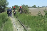 GMINA KOŚCIAN. Pożar traw w pobliżu Sierakowa. Nie wykluczone, że to podpalenie [ZDJĘCIA]