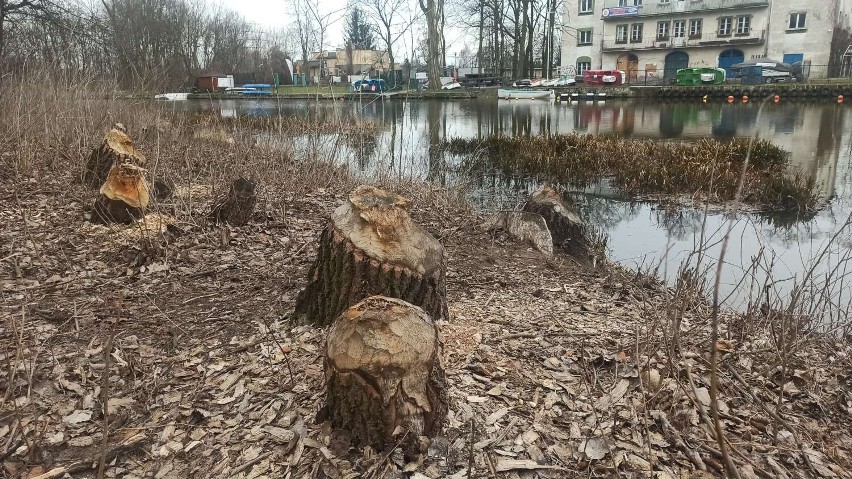 Bobry niszczą drzewa w parku miejskim w Kaliszu