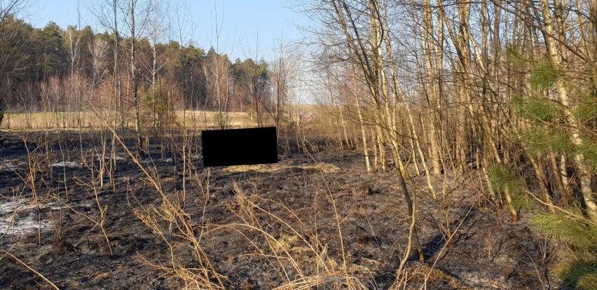 Śmierć w pożarze suchych traw w gminie Masłowice. Na polu w okolicach Chełma znaleziono ciało mężczyzny