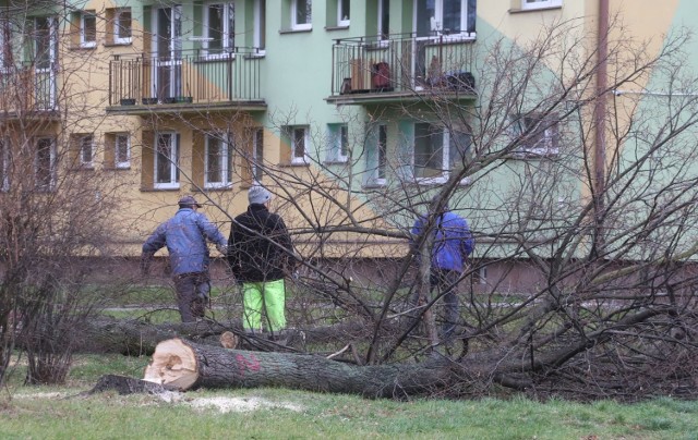 Tak prace przy wycince drzew przy ulicy Sowińskiego w Radomiu wyglądały w środę, 1 grudnia.