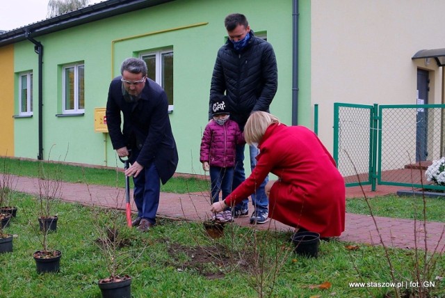 Symbolicznego nasadzenia przy przedszkolu numer 8 w Staszowie dokonali między innymi burmistrz Staszowa Leszek Kopeć, wiceburmistrz Ewa Kondek oraz jedna z najmłodszych mieszkanek miasta.