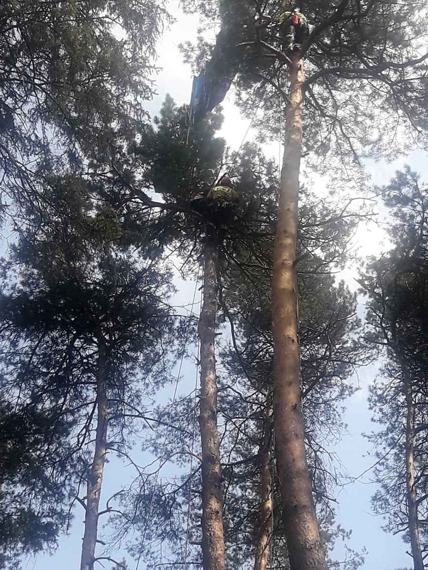 Spadochroniarz z drzewa czuje się dobrze i chce wrócić do skakania