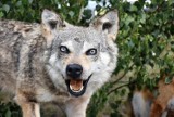 Wilczur niesamowicie zareagował na wypreparowanego wilka z Nadleśnictwa Sławno. Zdjęcia