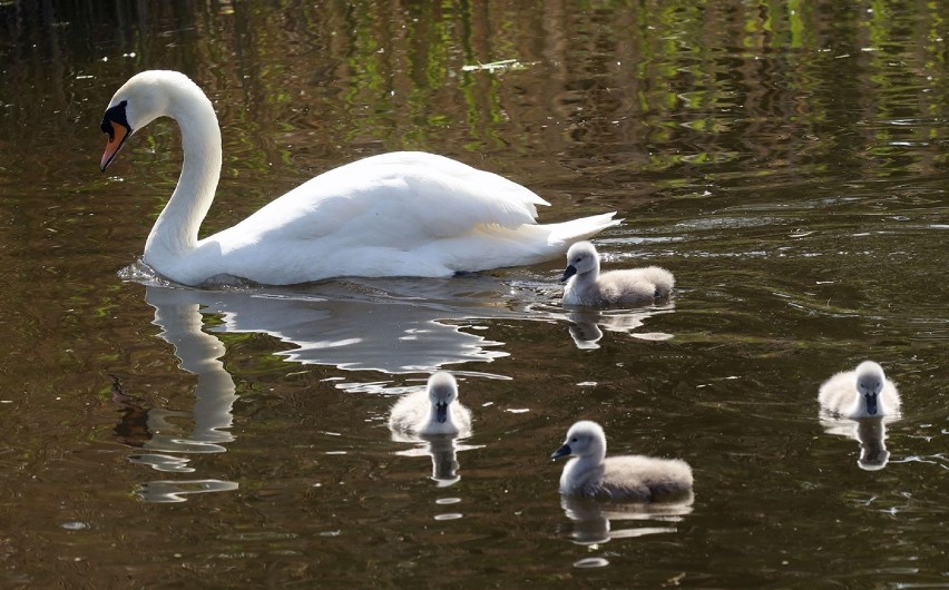 Narodziny w Zoo Parku Wrocławskiego [ZDJĘCIA]