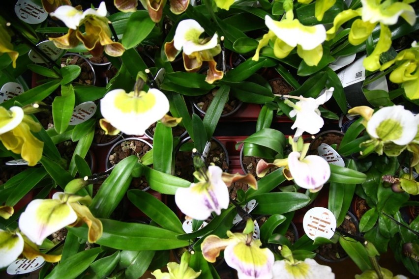 Wystawa Storczyków "Orchidea 2020". W BUW-ie zobaczycie niezwykłe okazy kwiatów z różnych zakątków świata