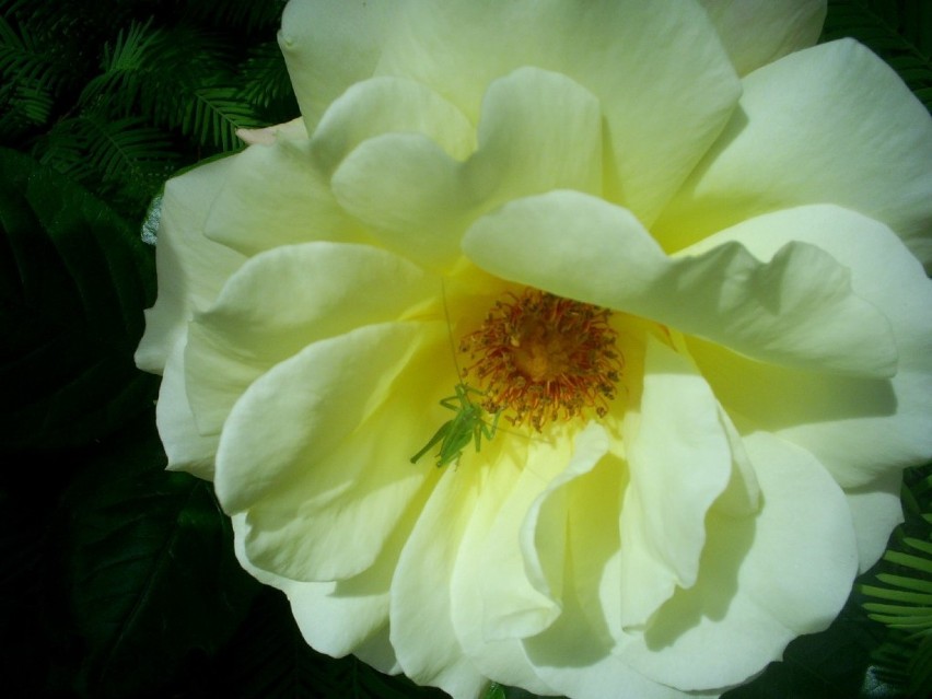 Piękne róże w ogrodach: białe, żółte, kolorowe- fotogaleria