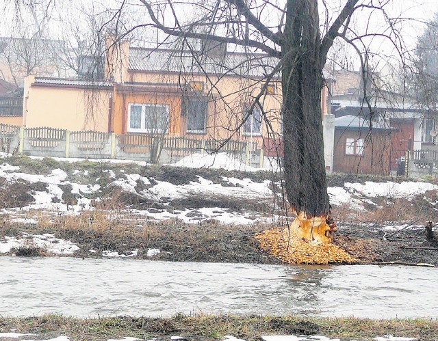 Mieszkańcy boją się, że podgryzione przez bobry drzewo przy ul. Szczęśliwej runie do rzeki