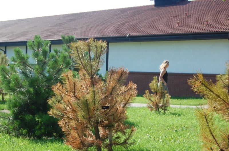 Słupsk. W parku przy ul. Małcużyńskiego usychają drzewa!