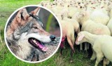 W Śnietnicy wilki zaatakowały daniele. Zabiły sześć owiec