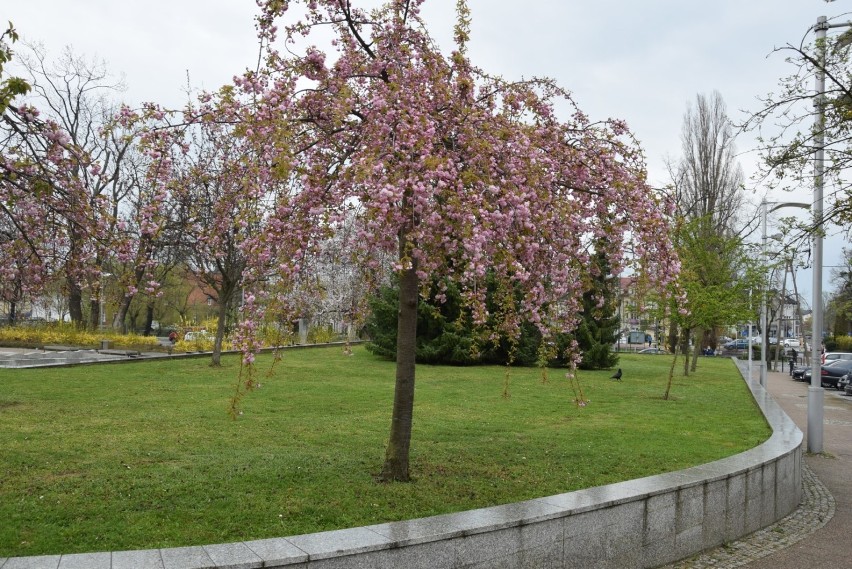 Wiosna na ulicach Pruszcza Gdańskiego. Kwitną kwiaty i drzewa. Zobaczcie zdjęcia!